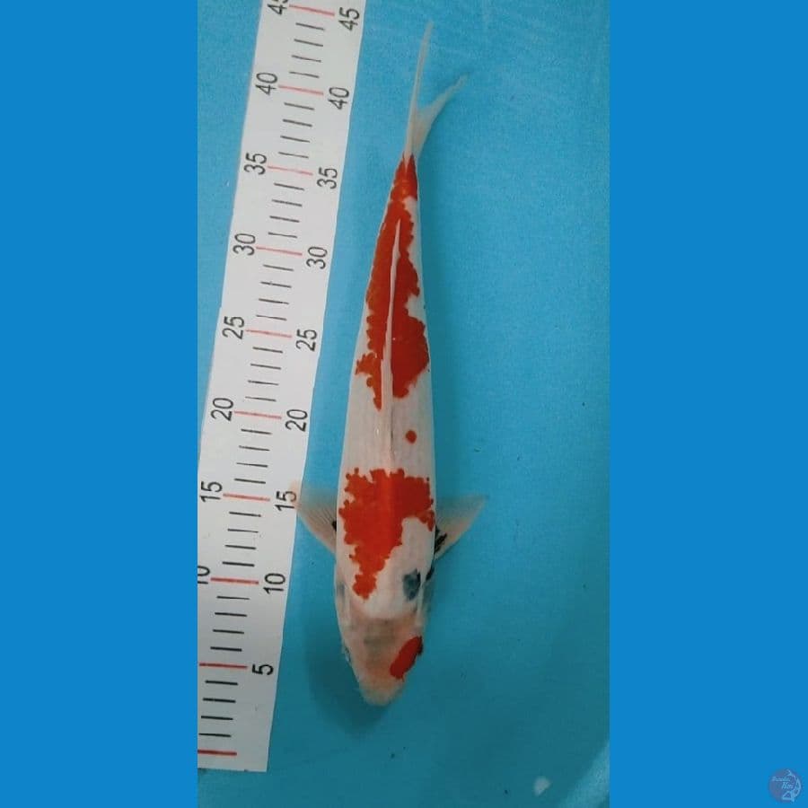 showa 40 cm