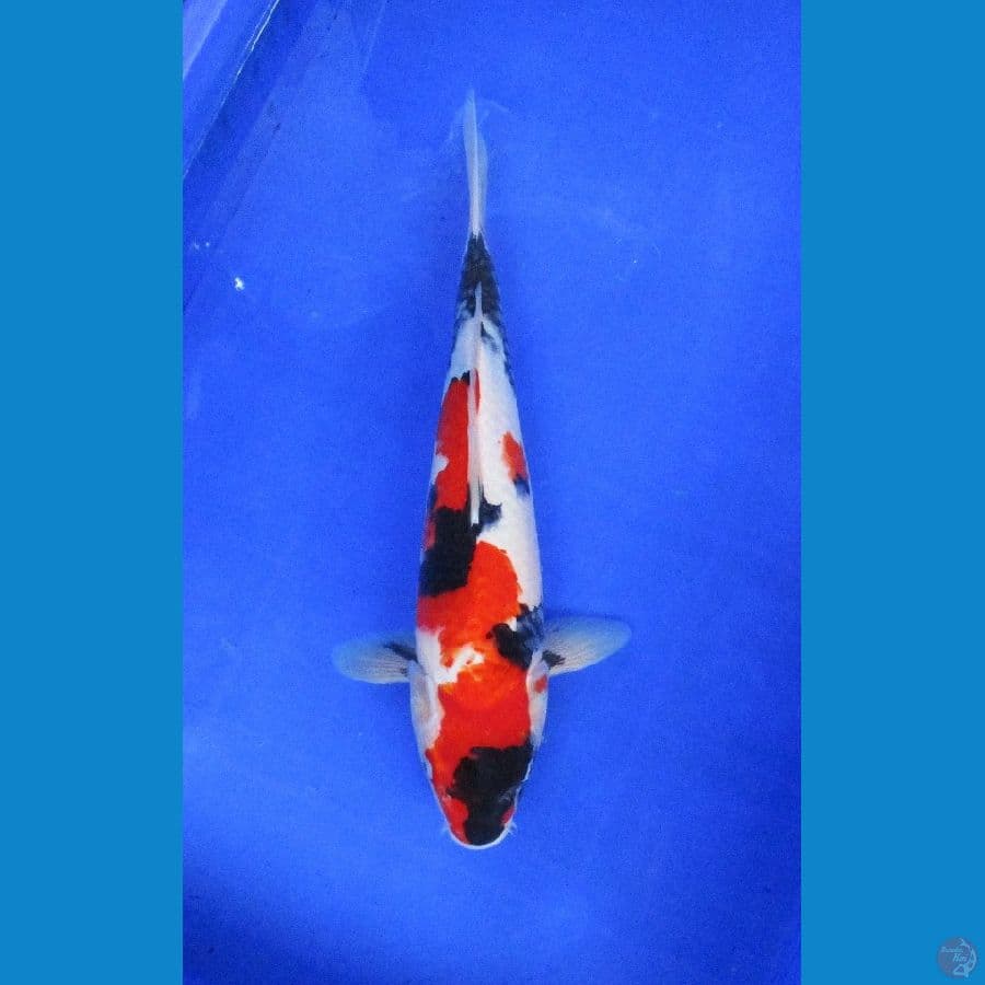 showa sansoku ±36cm hq