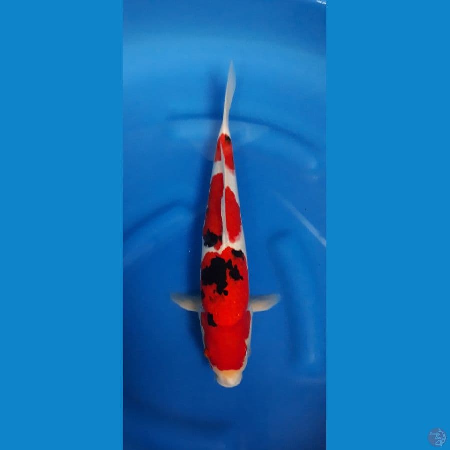 Taisho Sanshoku 35cm