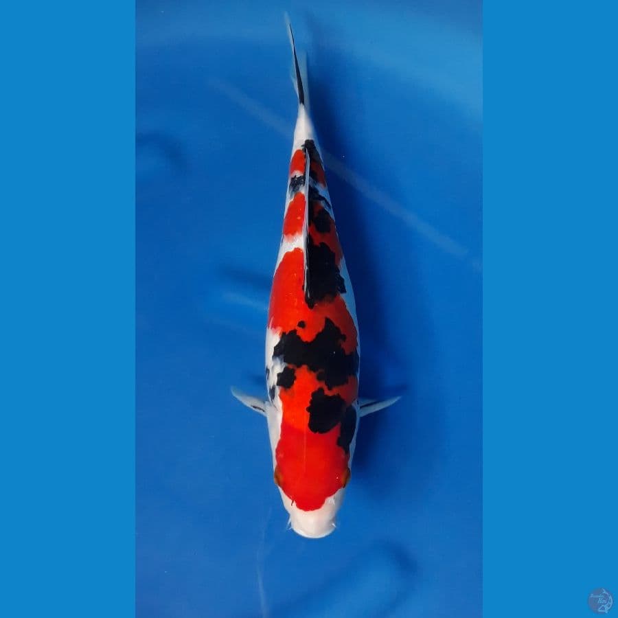 Taisho Sanshoku 40cm