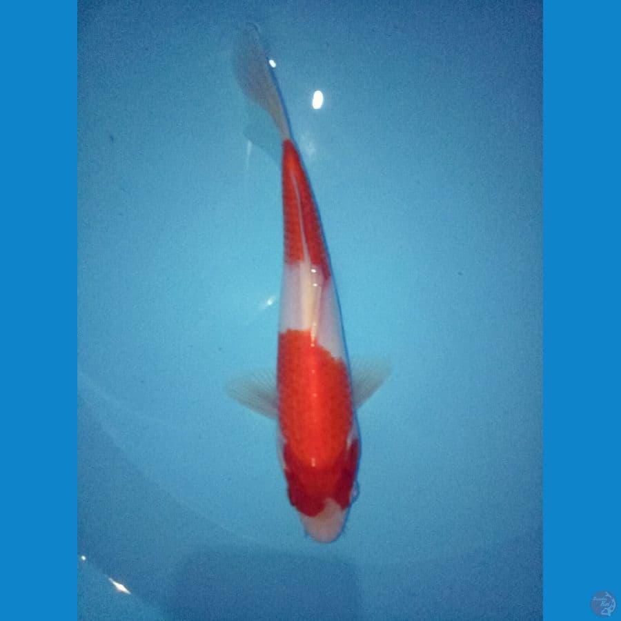 kohaku 17 cm