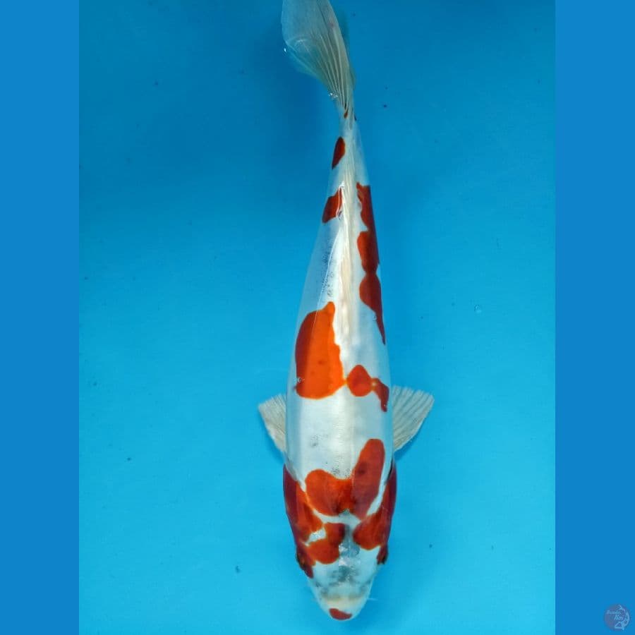 doitsu kujaku 25 cm