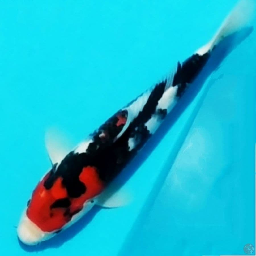 showa sansoku