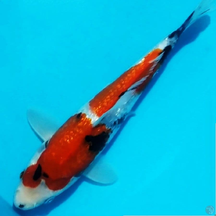 showa Tategoi ginrin