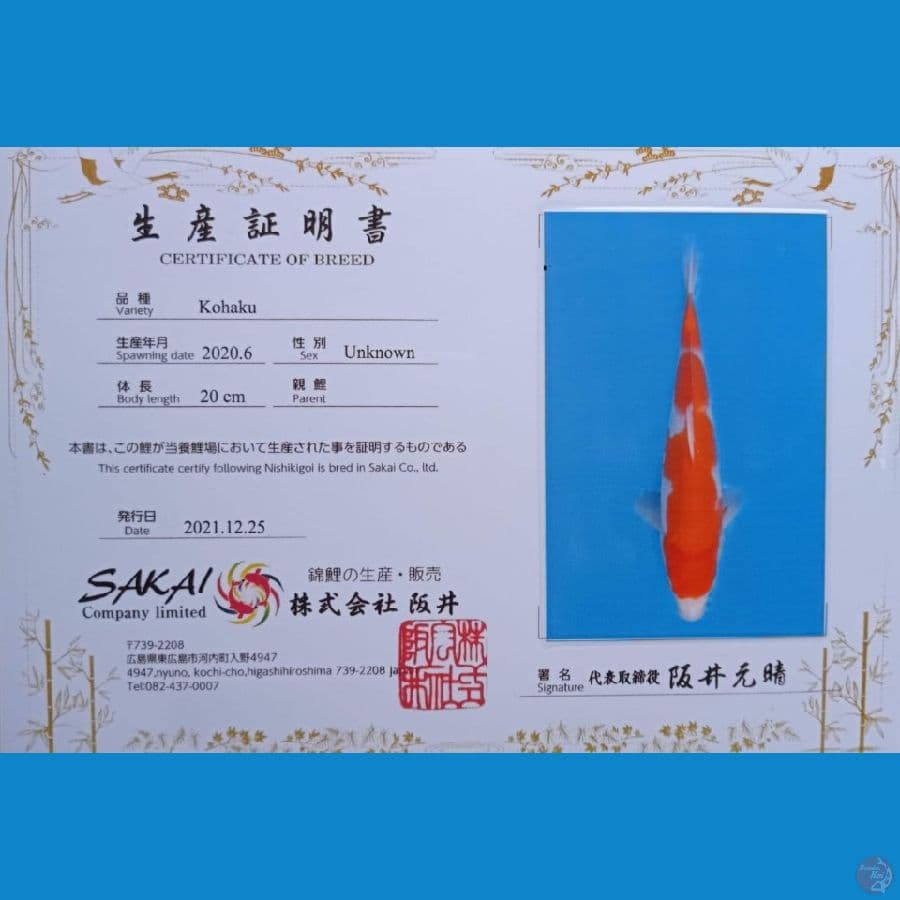 Kohaku Sakai