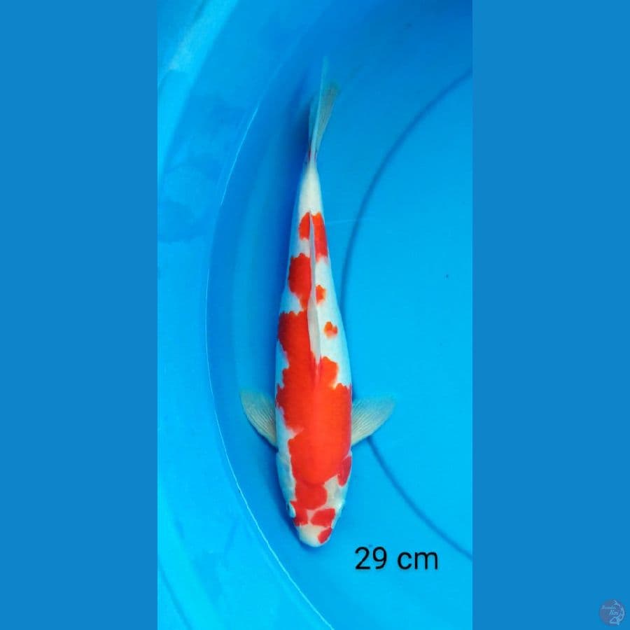 kohaku strong 29 cm