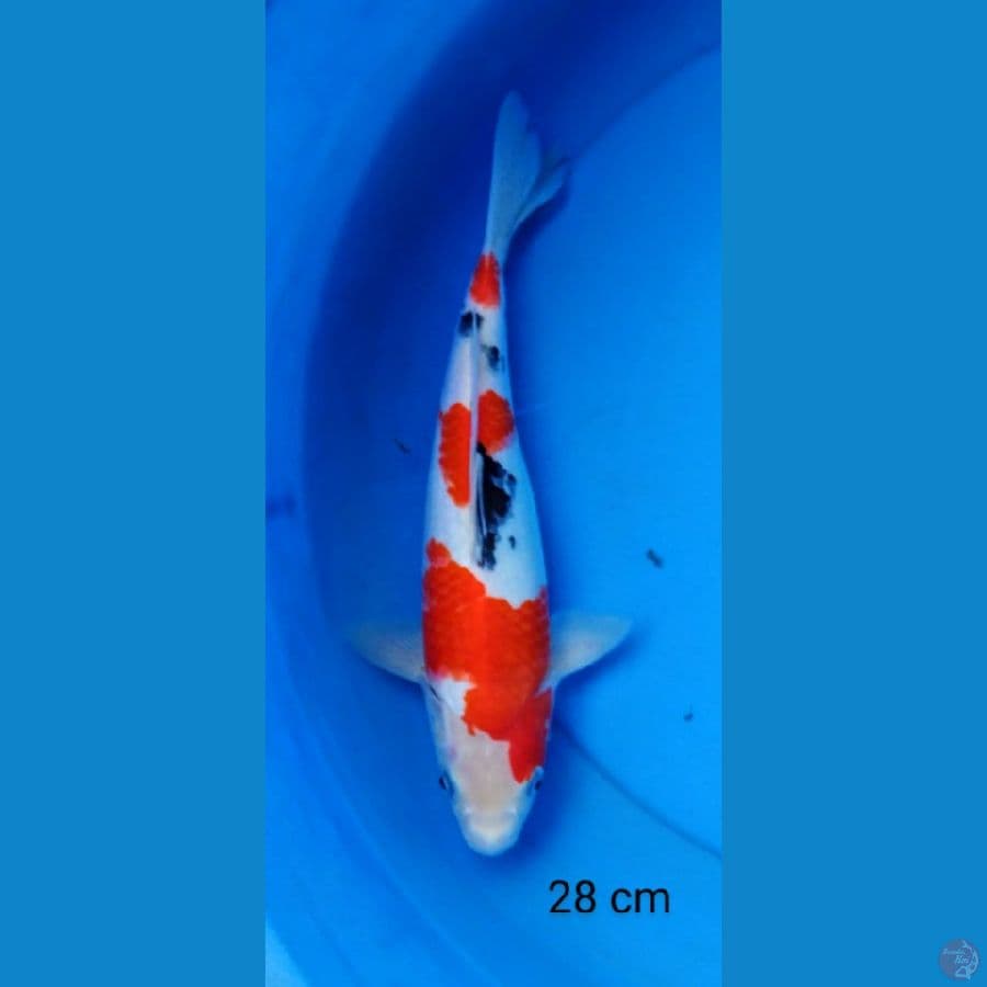 sanke joz 28 cm