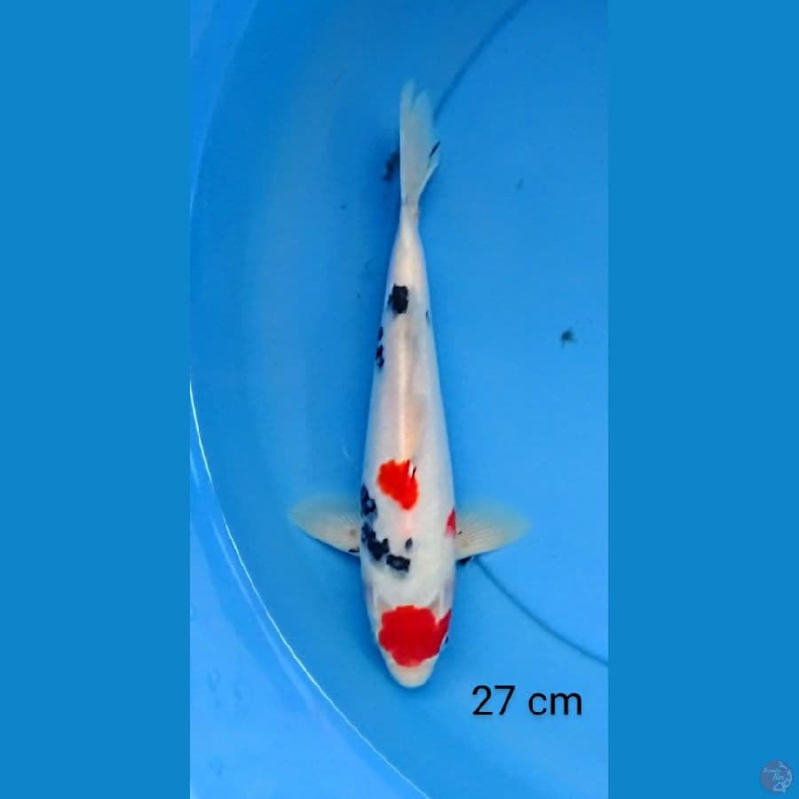 tancho sanke ori 27 cm