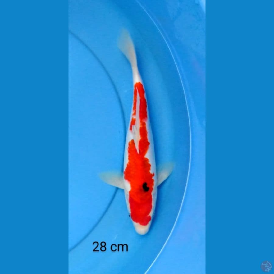sanke mantap 28 cm
