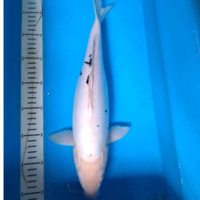 JUmBo KIkoKURYU 40 cm up