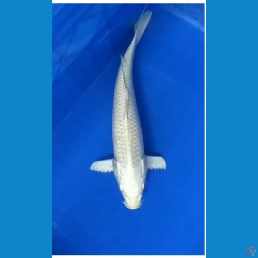 Platinum~ FM 36cm.