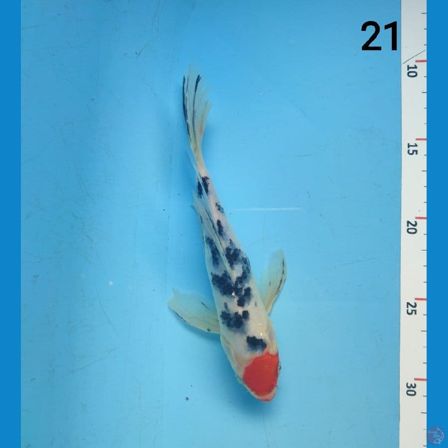 KUMPAY TC SANKE 21 cm ARIAKA KOI FARM