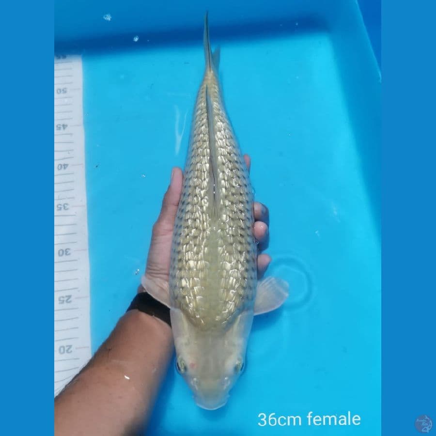 Midori gold Ginrin 36 cm