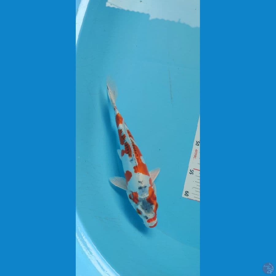 KUJAKU DOITSHU 25 cm ARIAKA KOI FARM