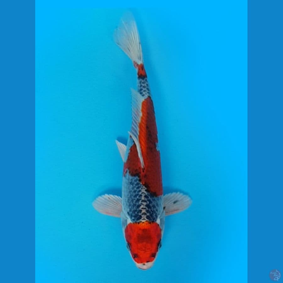 MARUTEN GOSHIKI