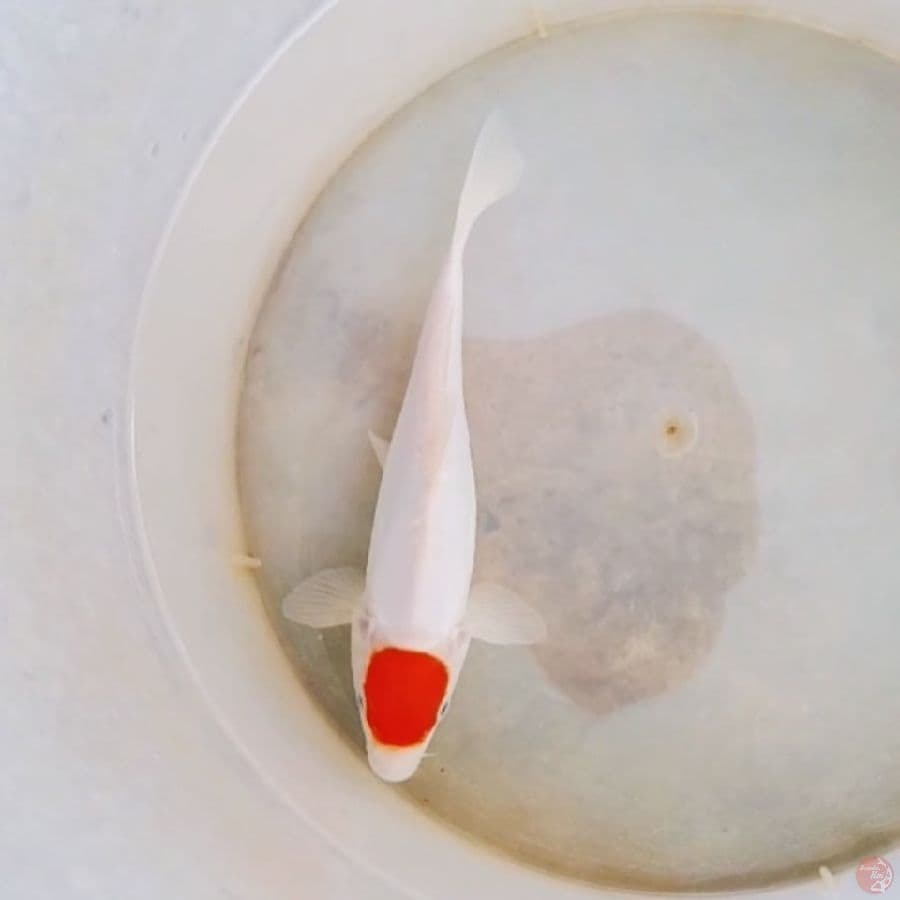 DOITSU TANCHO 19CM
