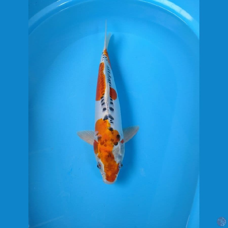 Kujaku doitsu.. 40cm/fm™