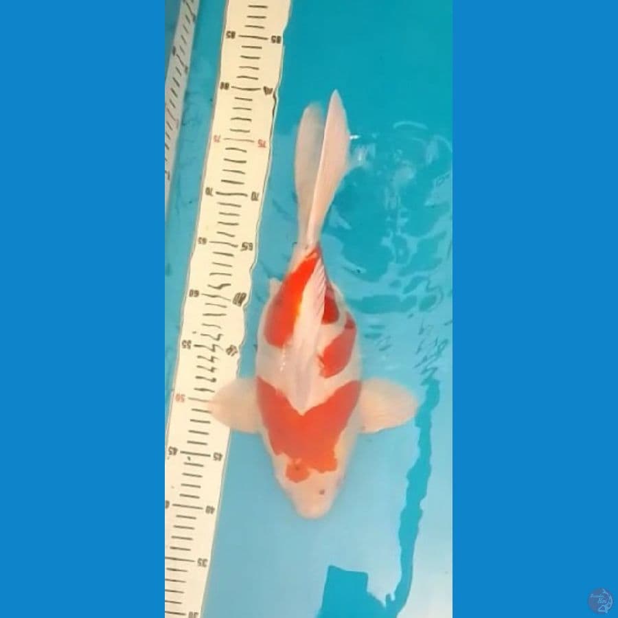 Short Body (Fukusuke) Super Antik 35cm (M)