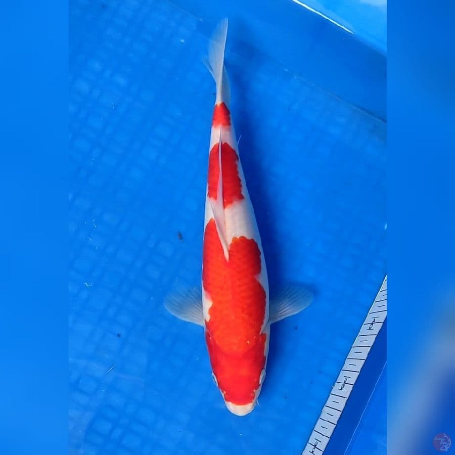 KOHAKU 30cm