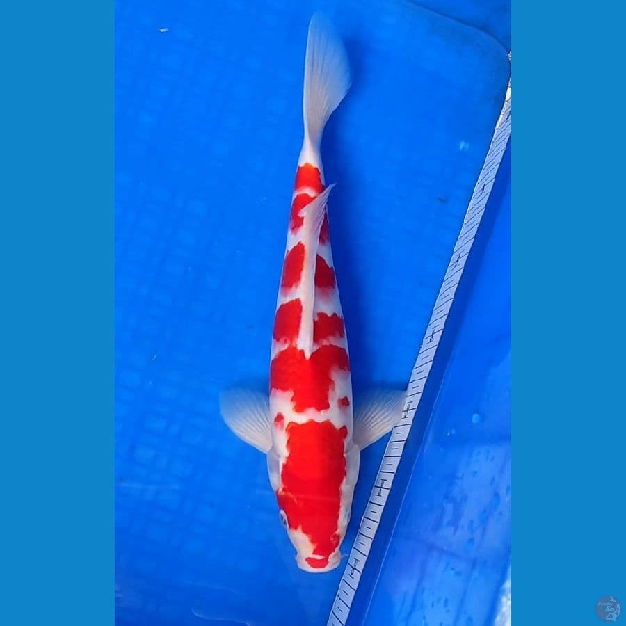 KOHAKU 34cm