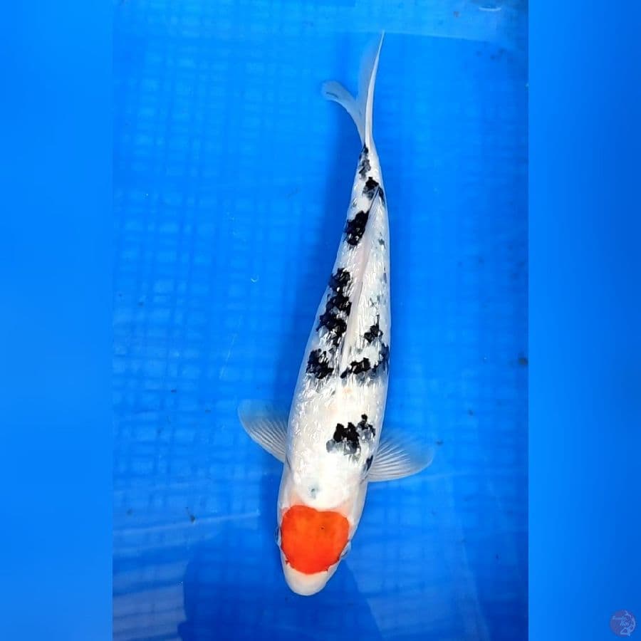 TANCHO SANKE GINRIN 37cm