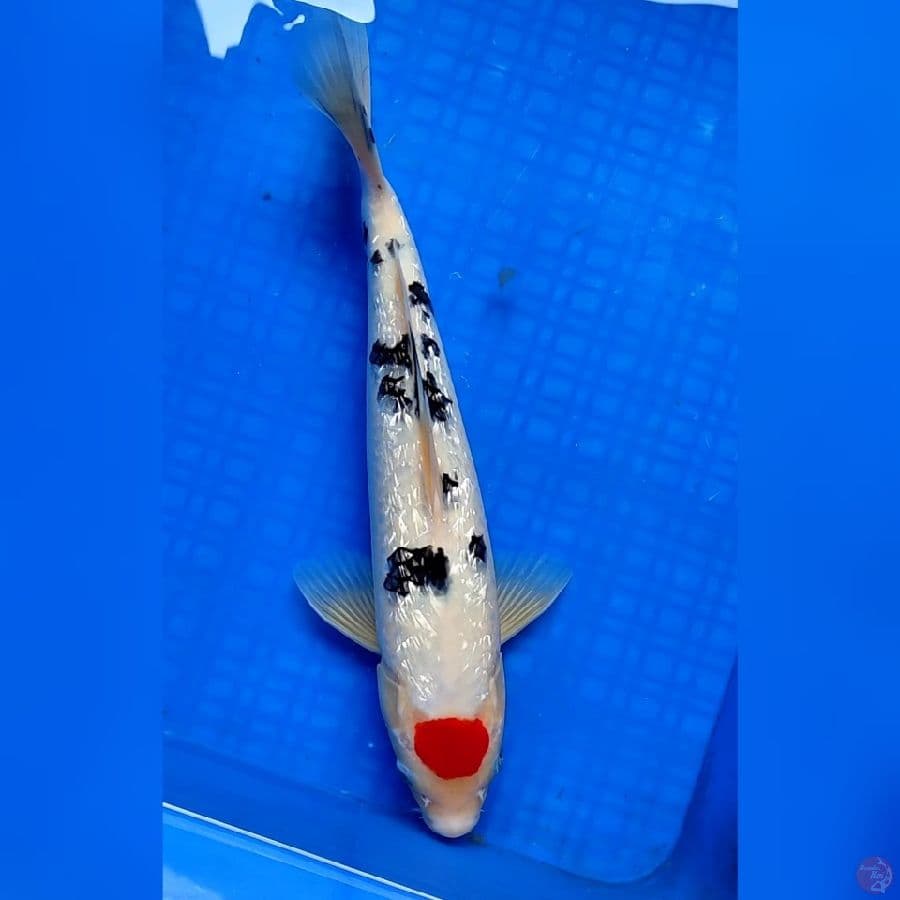 TANCHO SANKE GINRIN 35cm