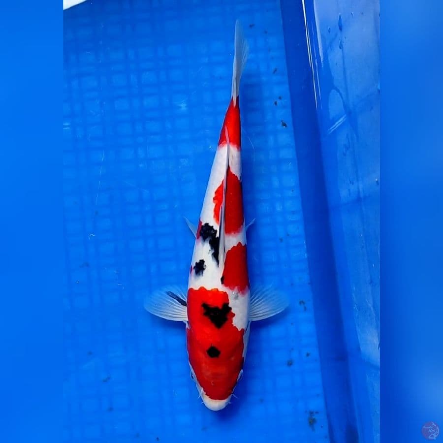 SANKE STRONG 30cm