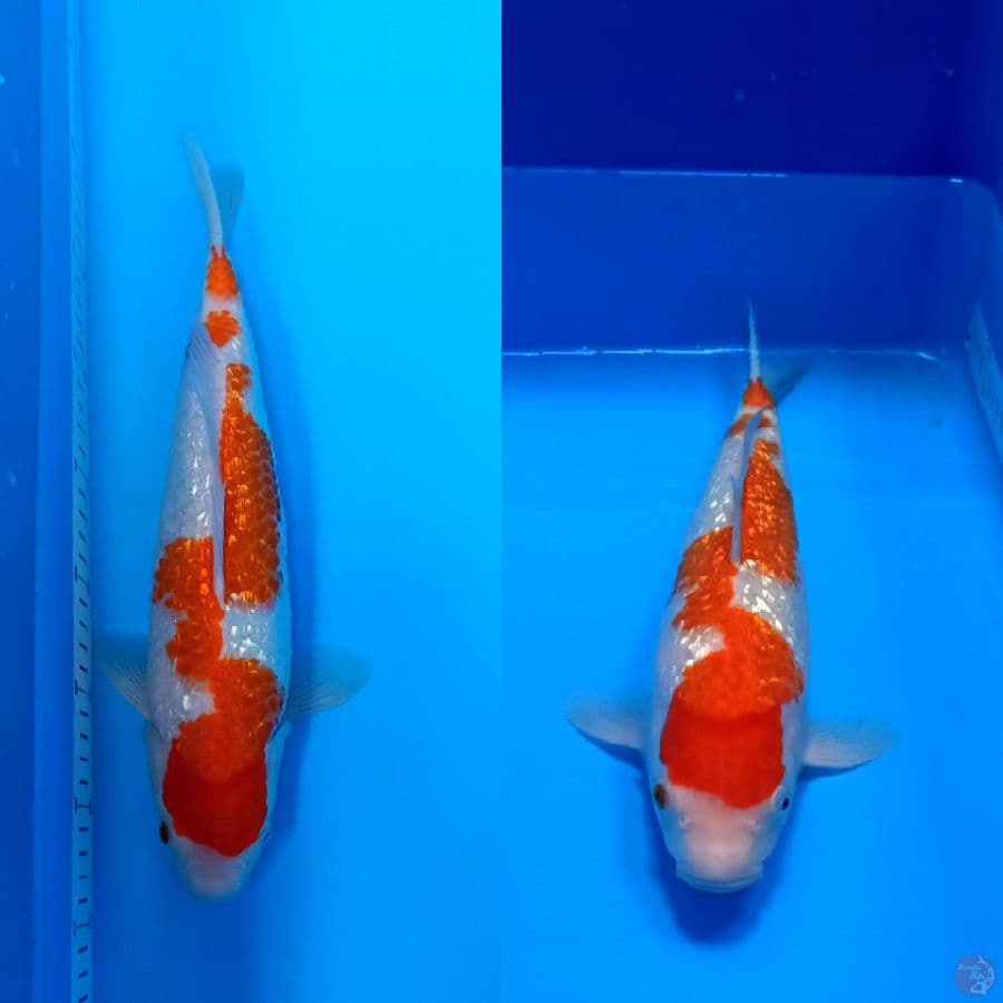 Gindrin KOHAKU ORYGINAL 37cm
