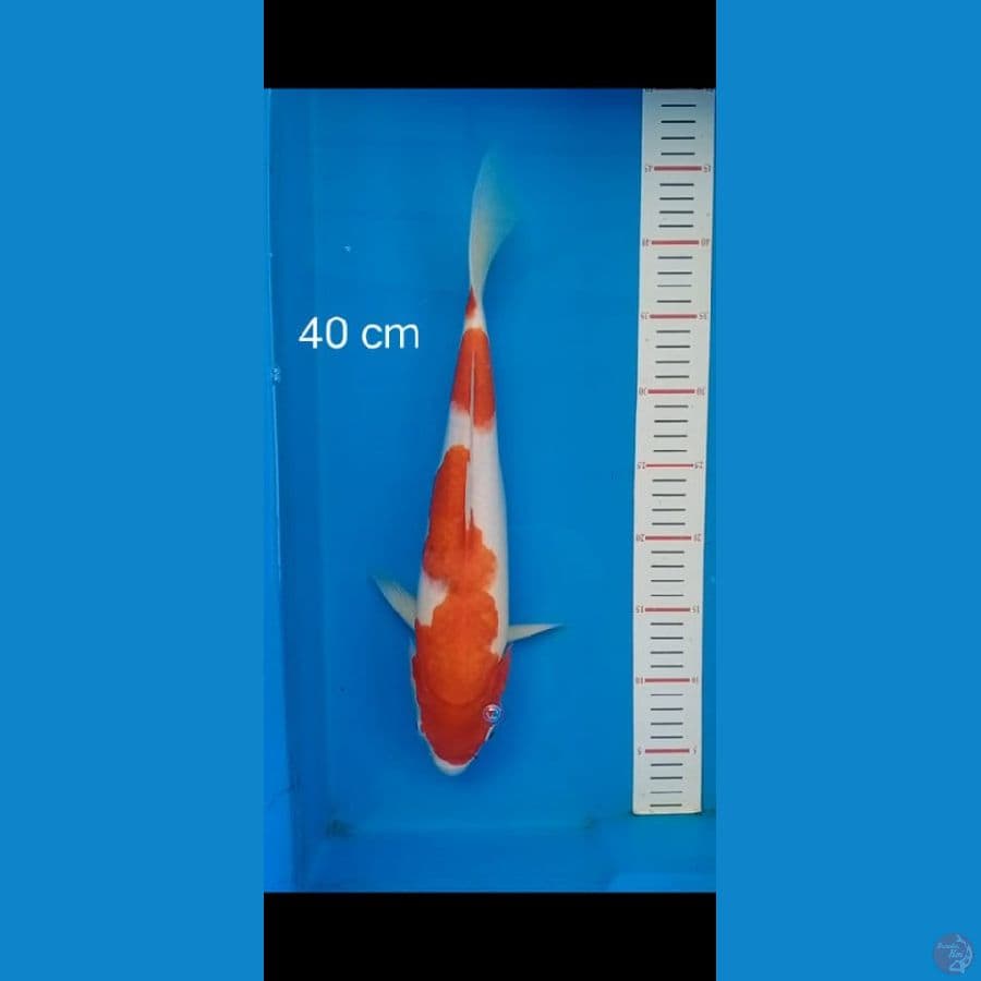 kohaku 40cm
