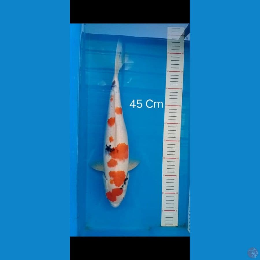 sanke 45cm