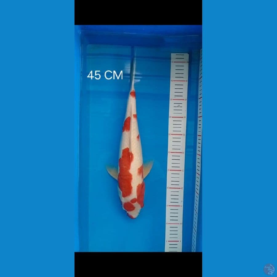 kohaku 45cm
