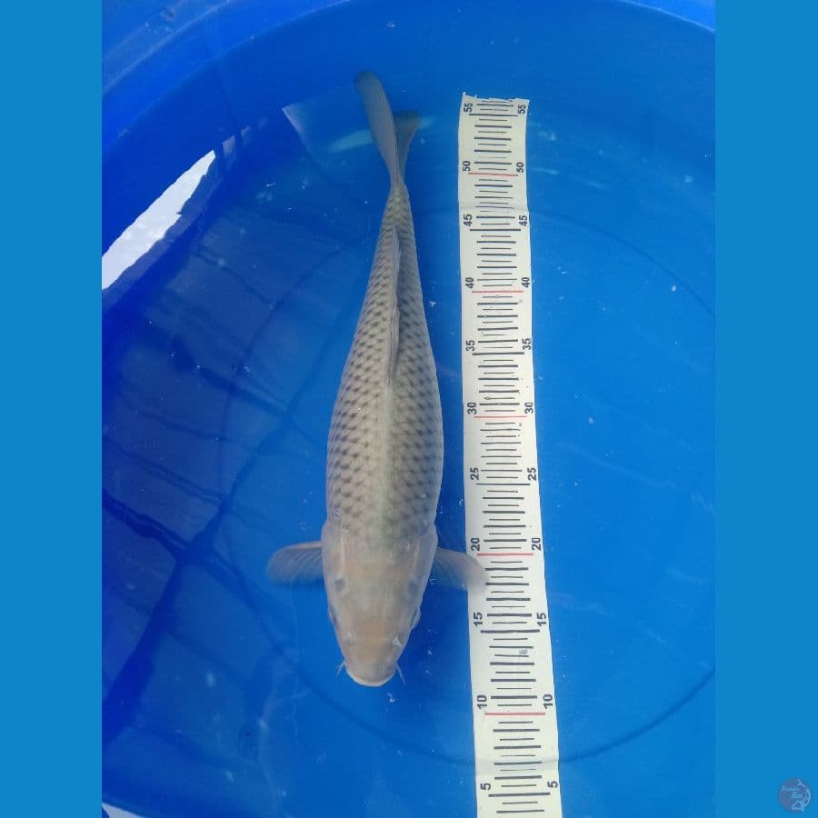 soragoi munuk 43cm