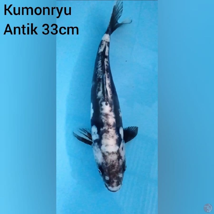 Kumonryu Antik 33 cm