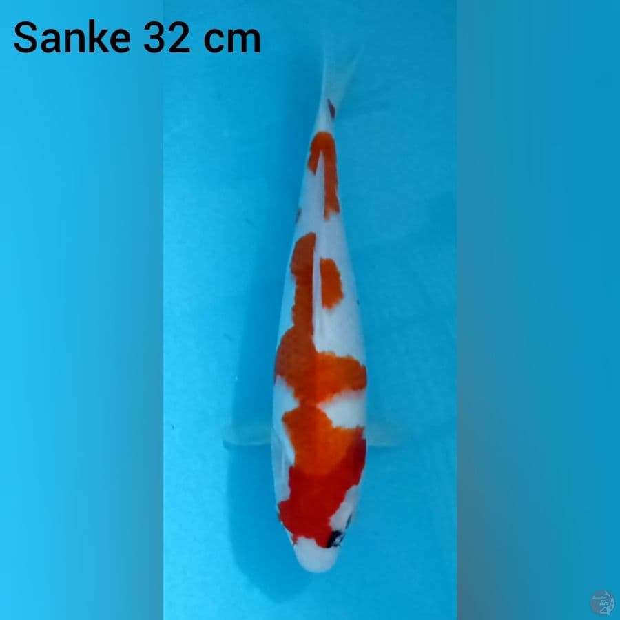 Sanke 32 cm