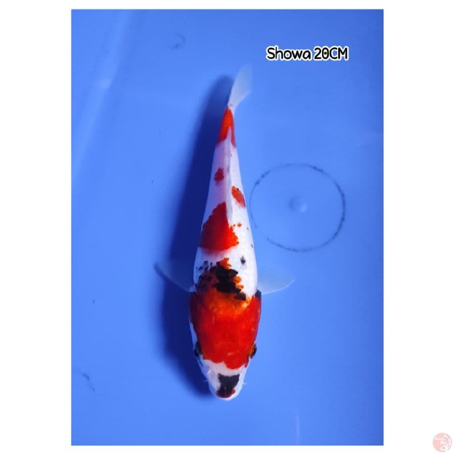 Showa 20CM