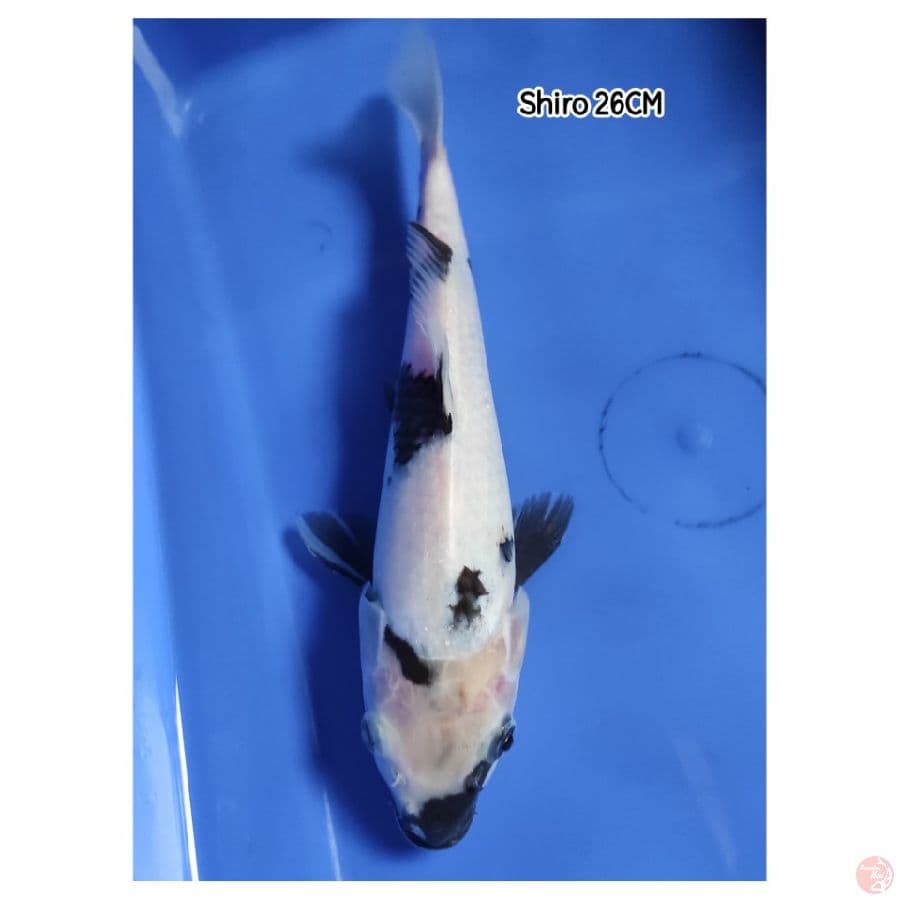 Shiro 26CM
