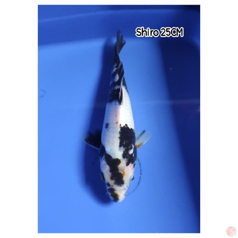 Shiro 25CM