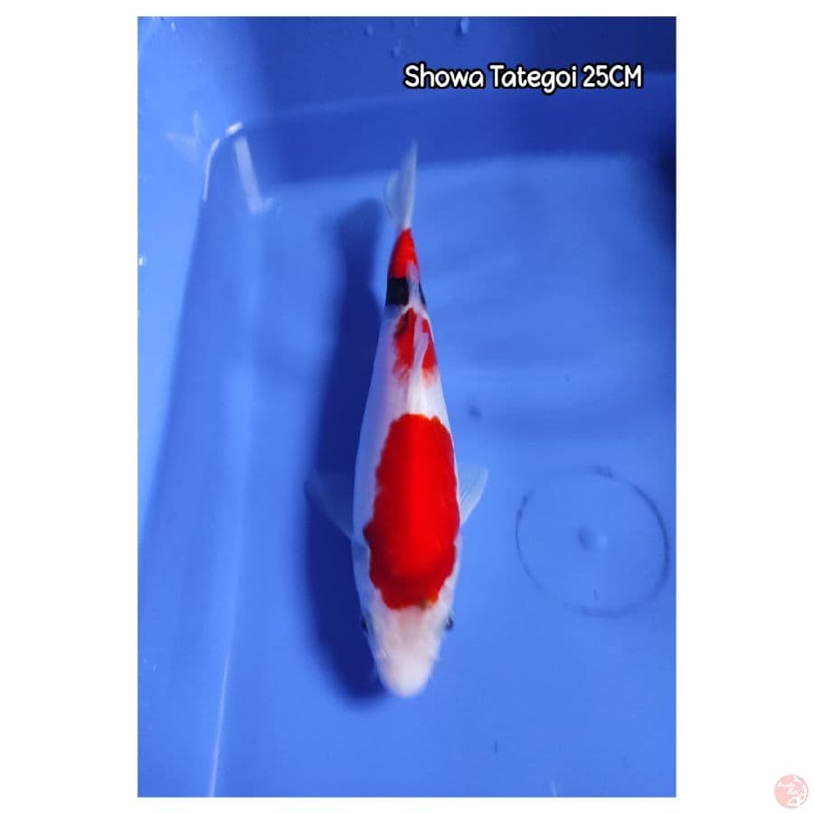 Showa Tategoi 25CM