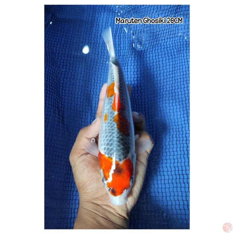 Maruten Ghosiki 20CM