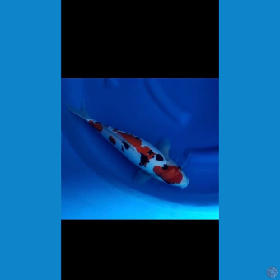 Sanke Doitsu 36 cm