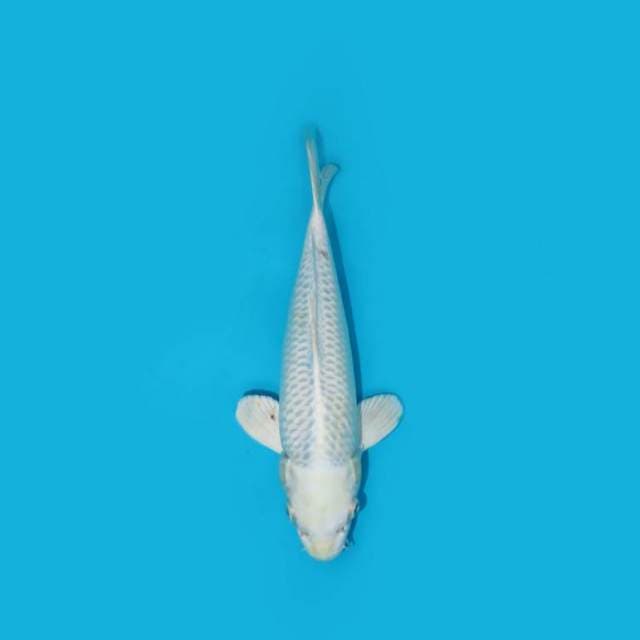 26 cm - PLATINUM OGON