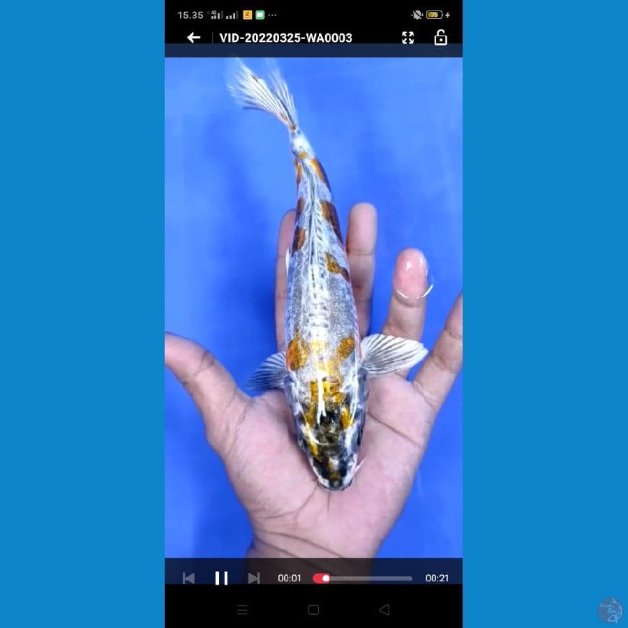 kin kiko , size : 24 cm
