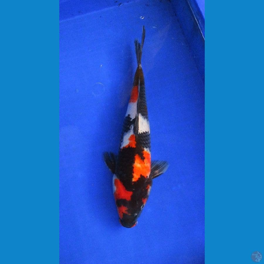 showa ±32cm