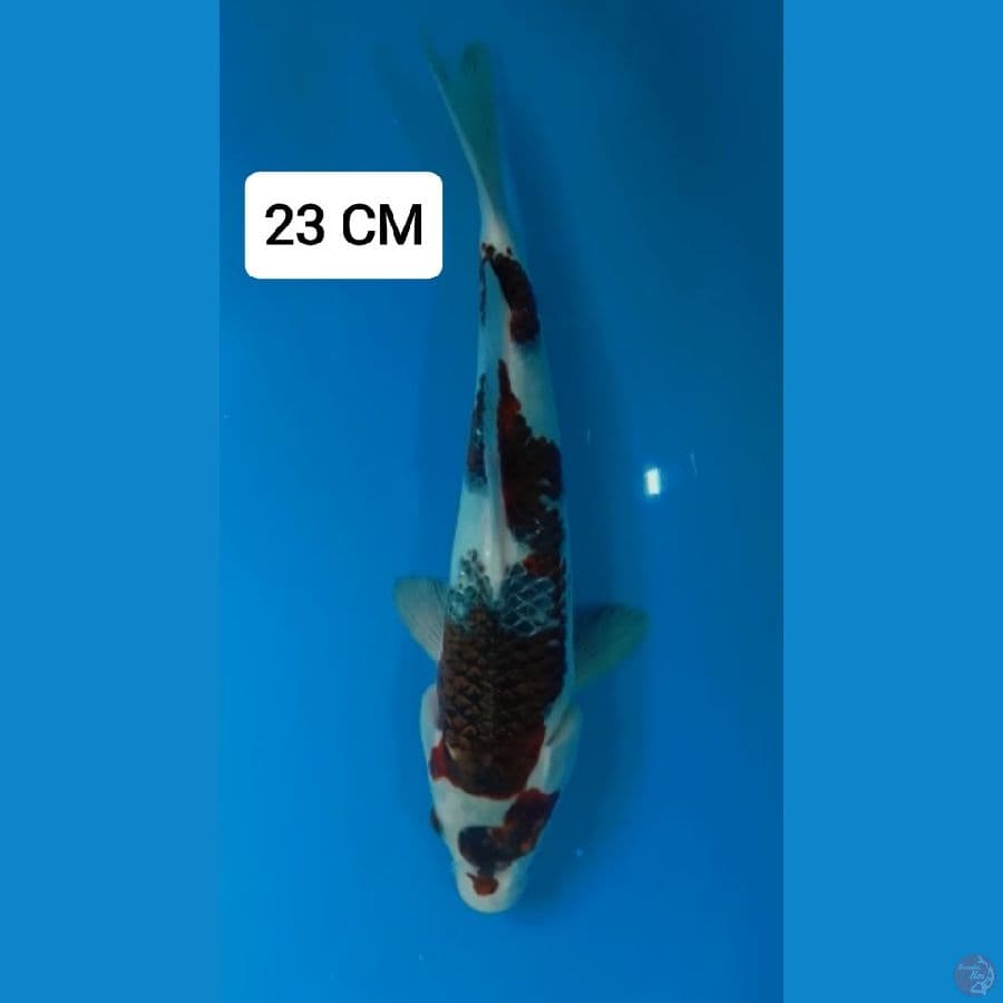 GOROMO 23 CM