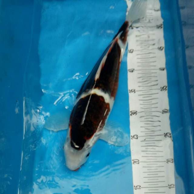 koromo 40 cm ori