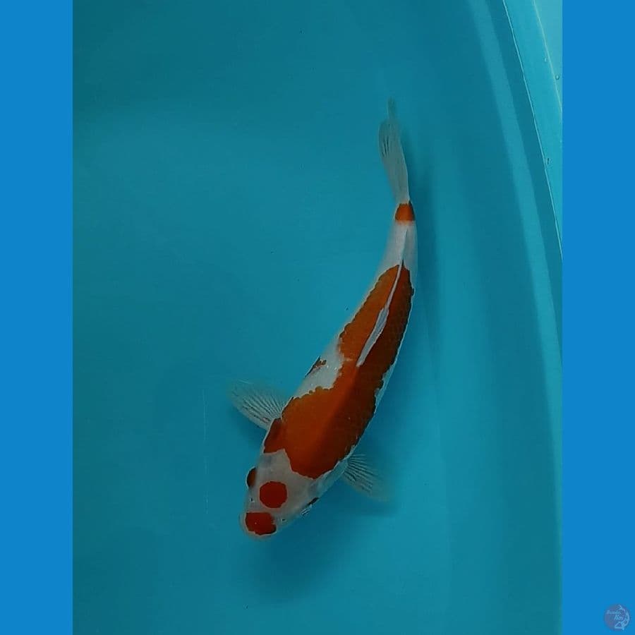 Kohaku - 33cm Male
