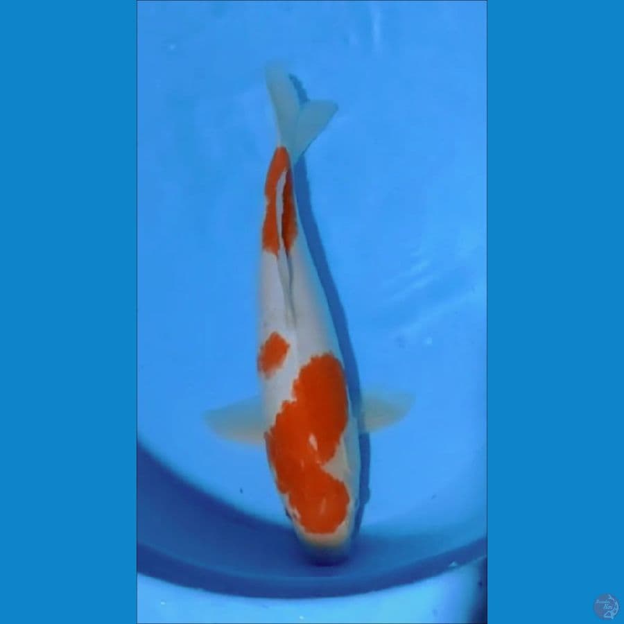 F1 kohaku calon induk 43cm ORI