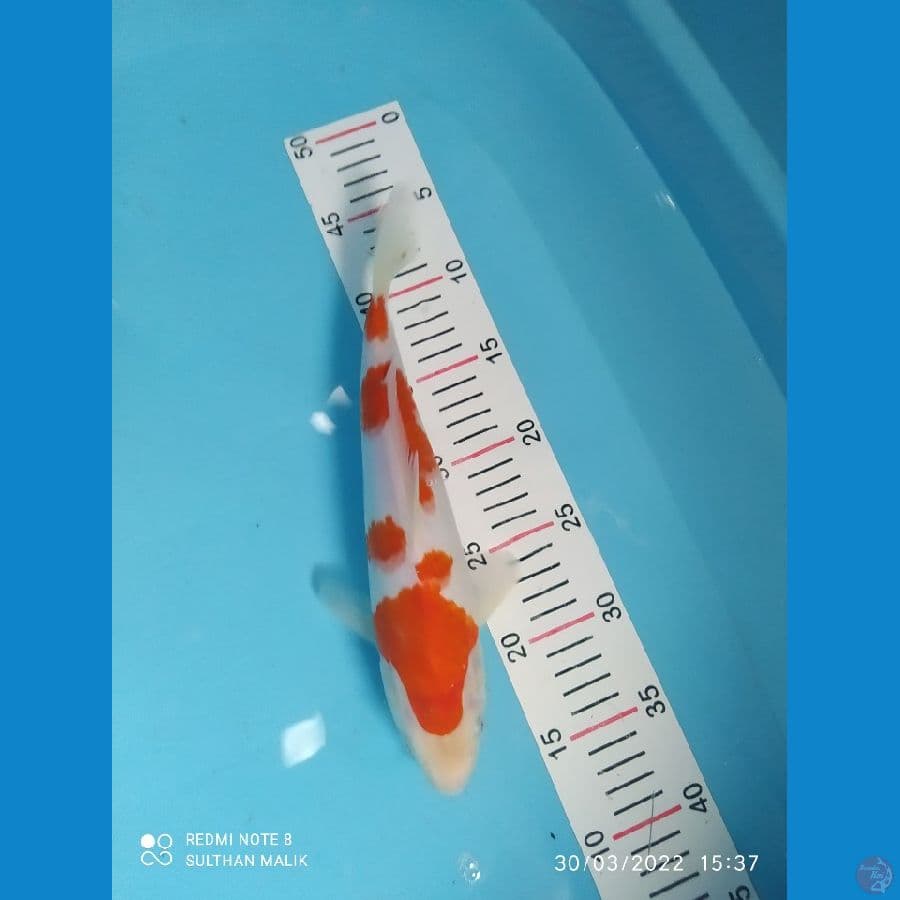 kohaku 30 cm