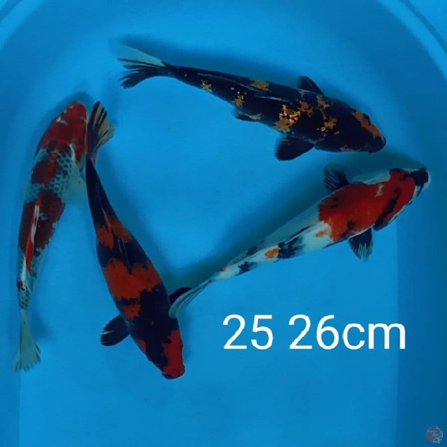 mix 4 ekor 25 26cm