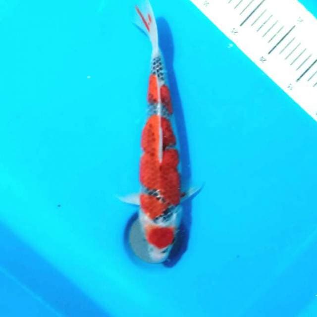 Maruten red goshiki 35cm